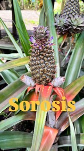 La piña es una infrutescencia tipo sorosis: una obra maestra de la naturaleza creada a partir de muchas flores🍍🌸#botanical #agriculture | La.agrónoma.col