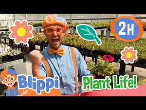 Blippi's Colorful Flowers and Plants! | Animals for Kids | Funny Cartoons | Learn about Animals