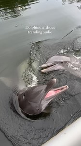 Who needs a trending audio when you have these perfect sounds ☺️ Which is your favorite dolphin vocal to hear? 🐬 #animals #dolphin #floridakeys #TheaterOfTheSea | Theater of the Sea