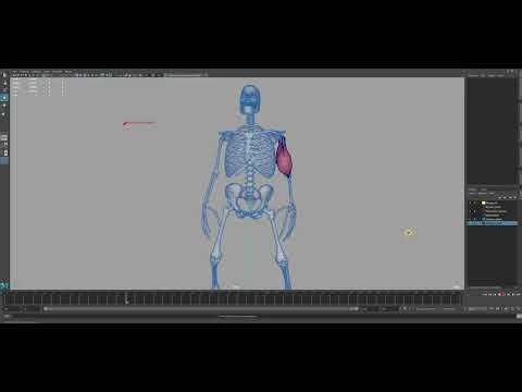 Ziva Muscle System WIP_01 By Revanth Kumar