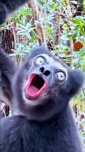 ANIMALS That Talk Like Humans? #animal #talkingtom #talkshow