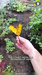 Comet Moth 🦋 Wings Like No Other! Those long tails make it look unreal in flight. One of the most striking moths on Earth. #wildlife #nature #animalfacts #animalvideos | 1 Minute Animals