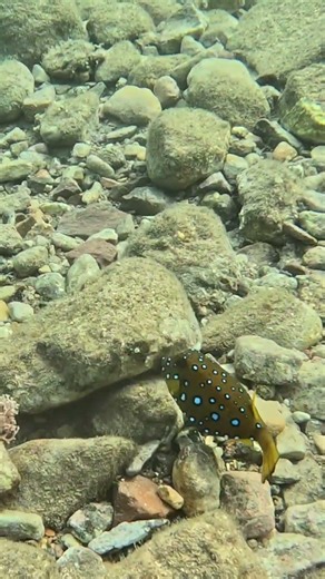 Spotted Boxfish Snack and Stare Down 🐟🌊✨