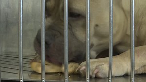 12 reactions | About 6.3 million pets enter U.S shelters each year, According to the American Society for the Prevention of Cruelty to Animals. Chloe Godbold tells us how Saginaw has been impacted by their overwhelming amount of animals. Read more -> https://nbc25news.com/news/local/saginaw-county-animal-shelter-is-over-its-capacity-of-79-animals | Mid-Michigan NOW | Facebook