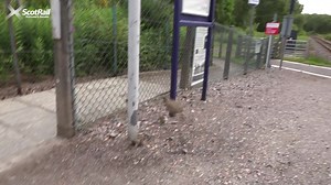 11K views · 102 reactions |  Say hello to the birdies at Lochluichart station on the Kyle of Lochalsh Line! | ScotRail | Facebook