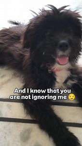 Hi bestie! 👋🥰🐶❤️ #dogs #friendshipday #cutedogs #bestie #fyp #shorts #cutepuppy #puppies #doglovers