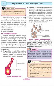 How do plants reproduce without seeds?How does vegetative prop... | Filo