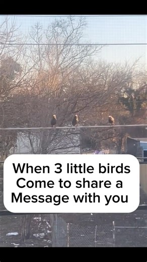 When Three Little Birds Bring a Message, You Listen.