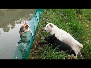 Cat Fight Dogs | Part 2