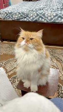Bhayankar jangadna #catshorts #catvideo #sajidcat #cat #catcomedy #pets #comedy
