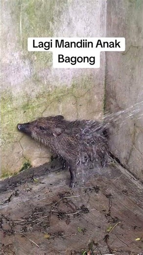 While Bathing Bagongv's Child
