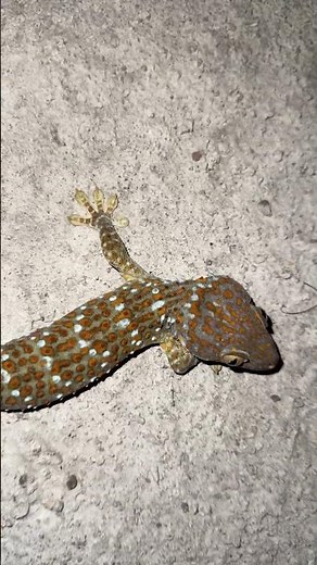 🦎 Tokay gecko at my door, so cute :)