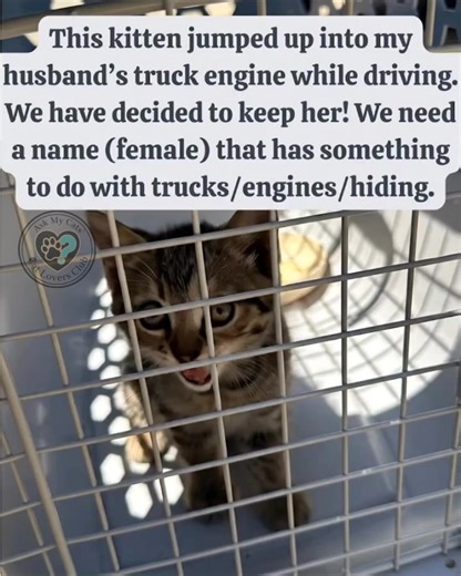 Okay, fellow cat parents, you KNOW I had to share this wild story! Talk about choosing your human, right? We need name ideas – something tough-but-cute for our little stowaway. "Sparky" is on the table, but what else screams "engine-loving adventure cat" to you? Throw 'em at me! 👇 | Cat Lovers Club