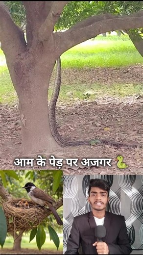 आम के पेड़ पर अजगर 🐍 #youtubeshorts #snake #python #shorts