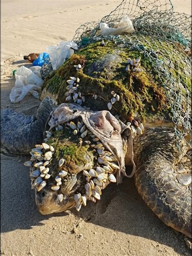 Saving Sea Turtles: Restoring Balance to Nature