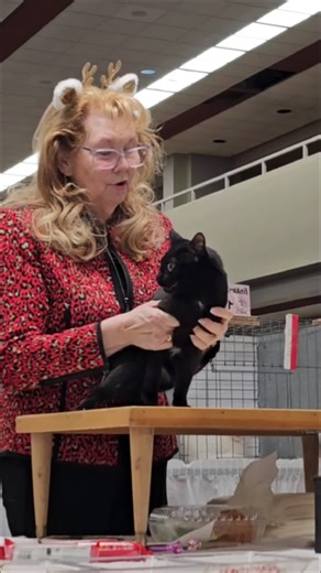 Hilarious Moments from the Best Cat Show