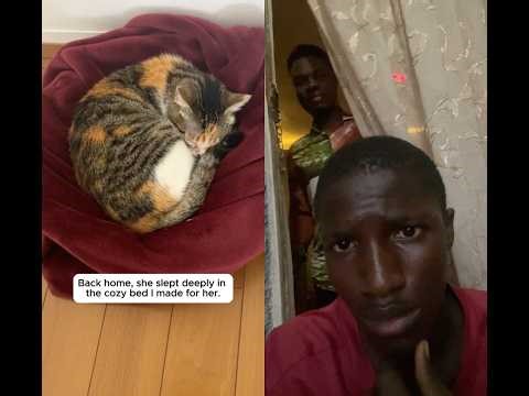 🐱 High-Rise Rescue! ❤️ Saving a Cat from a Skyscraper Window 😱 #papercats