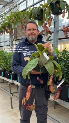 PLANT OF THE WEEK - Nepenthes - tropical pitcher plants - Eric tells us a bit about how to care for these carnivorous plants. #nepenthes #plantoftheweek #carnivorousplants #tropicalplants #houseplants | Valley View Farms Garden Center & Nursery