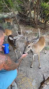 10K views · 657 reactions | Thank you all for the Birthday wishes! This is a throwback video! First time Buddy ate from my hand in 2020. Shit, I wasn’t wearing a mask  | Lynn Smith | Facebook