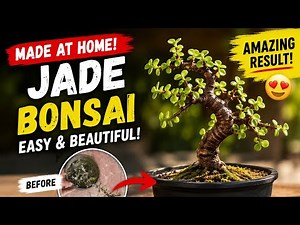 How to Make a Jade Bonsai at Home – Easy Step-by-Step for Beginners
