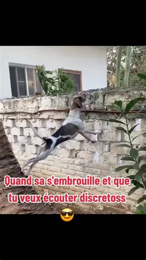 dog #dog #climbing #drole #humor #missionimpossible