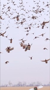 GOT MALLARDS? 👀🎥: Mojo TV *Stoeger does not sell firearms online to individual customers. Please check your local dealer for more information.* | Stoeger Industries