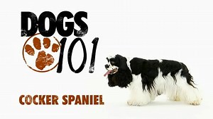 1.7K views · 197 reactions | Dogs 101 - Cocker Spaniel | Global Animal Transport LLC | Facebook