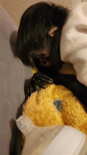 Jajaja Como La Holio Ala Sobrinilla De Julia #monkey #julia #sobr...