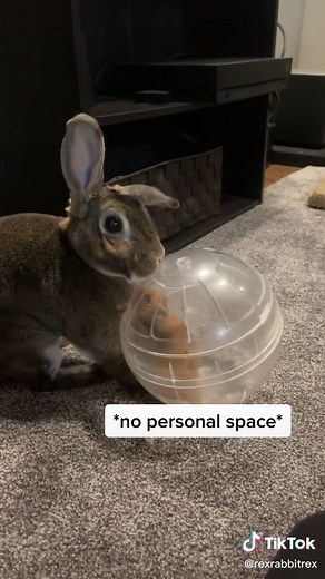 Ginger the Bunny and Her Mini Friends