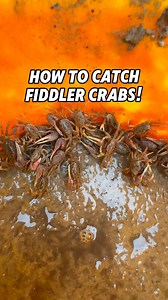 241K views · 9.6K reactions | How To Catch FIDDLER CRABS for Bait!!呂 Fiddler Crabs are the best bait to catch delicious Sheepshead! Recently Ive been having lots of fun catching Sheepshead with Fiddler Crabs, you should definitely try it out! #FiddlerCrab #Fishing #Sheepshead #CatchandCook #Pier #Baits #Saltwater | GG Anglers | Facebook