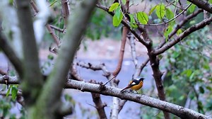 Bird, Grove, Chirp. Free Stock Video