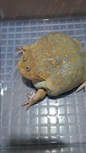 FROG SCREAM (BUDGETT FROG)