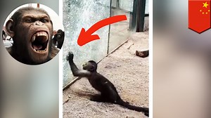 Cunning monkey uses rock to smash his enclosure