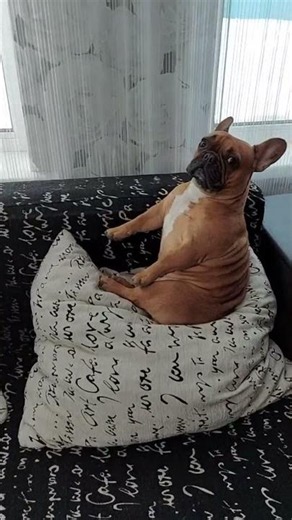 ❤️ This French Bulldog Is Pure Happiness