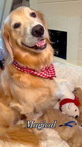 ✨The Magic of Christmas….🐾🐾💕 . . #goldenretrievertoday #goldenretrieverpuppys #goldenretrieverpuppyofinstagram #goldenretrieverslovex #goldenretrievercutepup #goldenretrieverphotos #goldenretriverworld #goldenretrieverpuppyofinstagram #instagoldens #instagoldenretriever #ilovegolden_retrievers #goldenretrieverlover #goldenretrievergram #goldenretriever360 #goldenretrievernation #goldenretrieversofinsta #goldenretrievercutepup #goldenretrieverhype #goldenretrieversofig #goldenretrieverclub #go
