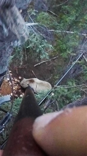 Day of the bear finally arrived. | Tim Wells Relentless Pursuit