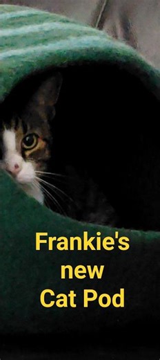 Frankie's new Cat Pod.