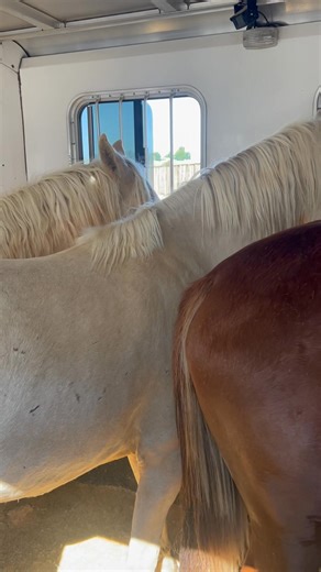Sunny, Birch, Lola and Emmy are safe and heading to Quarantine ❤️ TAKE ACTION FOR THEM - The BLM is now taking advantage of another tool to push as many horses out of their corrals after roundup as possible. The latest attempt is to sell as many as possible as “Sale Authority”. This is when they sell a horse for $25 without the restrictions of waiting a year for title and the compliance inspections that come with that. It’s based on the 2004 Burns Amendment to the Wild and Free-Roaming Horses an