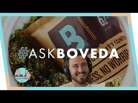 How To Rejuvenate Dried Out Cannabis | #AskBoveda