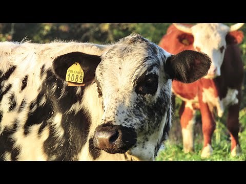 Polyface Beef: How They Do It