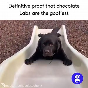 252K views · 9.8K reactions | There's something in a chocolate lab that just makes them a little goofier  | Good Dog | Facebook