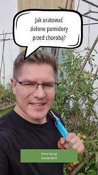 Jak uratować zielone pomidory przed chorobą? #pomidory #dom #ogród #poradnik