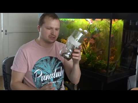 How to trap an escaped lizard / Gecko