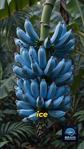 Meet the Blue Java: The Banana That Tastes LikeVanilla Ice Cream!