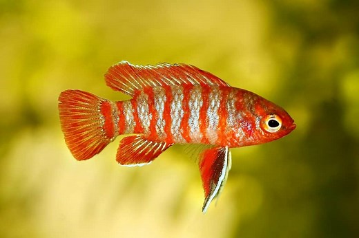 Scarlet Badis Care Guide: Tank Mates, Setup, Size & Food - Fish Laboratory