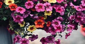 11 plants and flowers that keep bugs away from your vegetable garden for a pest-free harvest