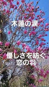 木蓮の涙(スターダスト・レビュー) #music #song #shorts #shortvideo #モクレン #スタレビ #love #art #花博記念公園 #osaka #flowers