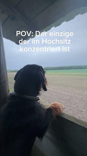 Dackel auf dem Hochsitz - Jagd