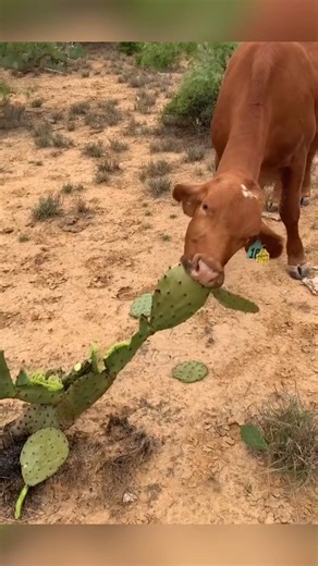 Why do ranchers burn cactus?