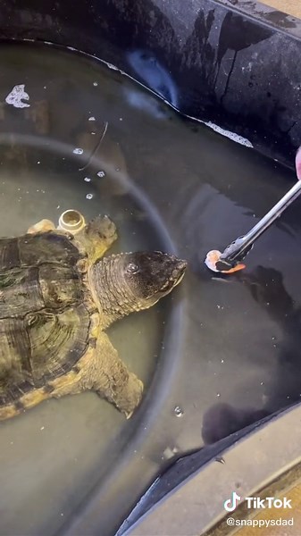 #snappy #the #friendly#snappingturtle #eating